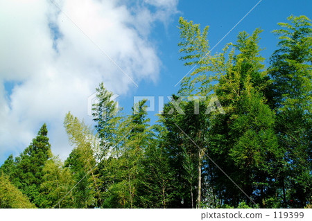 triumphant triumphant 119399