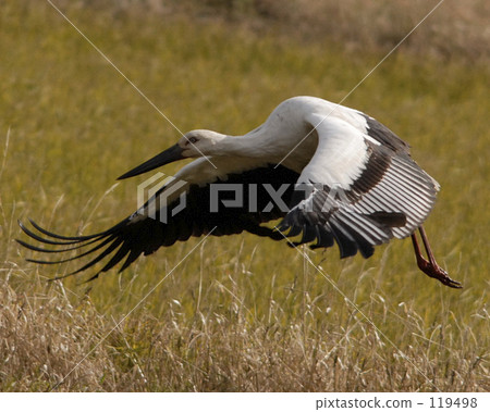 Stork Stork 119498