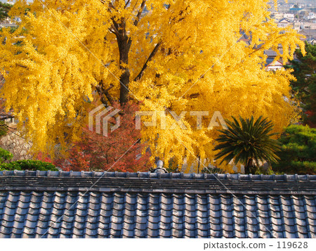 Shining autumn color Shining autumn color 119628