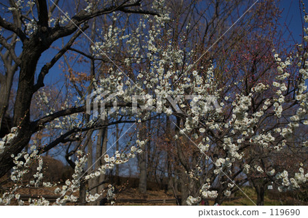 Kanme/Fuchu, Tokyo 119690