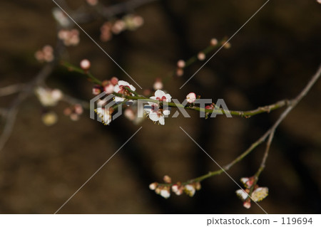 Kanme/Fuchu, Tokyo 119694