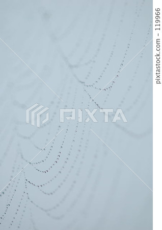 Polka dot on a spider web. Polka dot on a spider web. 119966