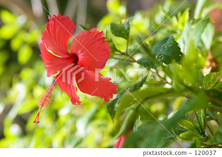 Hibiscus 120037