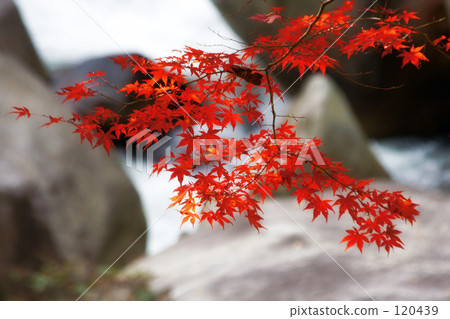 秋天色的shinko峽谷 秋天色的shinko峽谷 120439