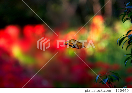 Higanki flower "background" Higanki flower "background" 120440