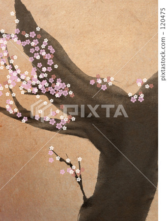 Cherry Blossoms	 120475
