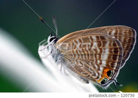 在波斯菊的蝴蝶 在波斯菊的蝴蝶 120730