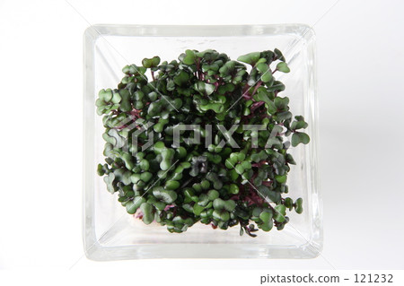 Sprout Sprout 121232