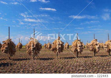 水稻收穫後 122443