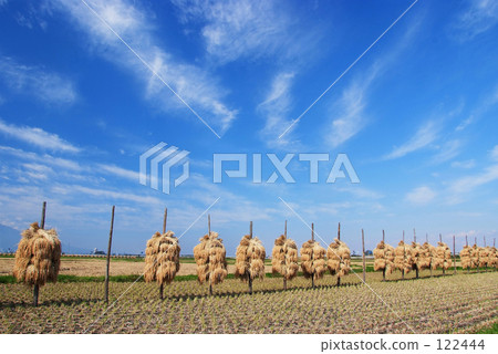 Autumn rice field 122444