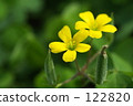 oxalis corniculata, bloom, blossom 122820