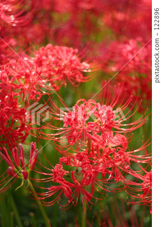 Cluster amaryllis 2 122896