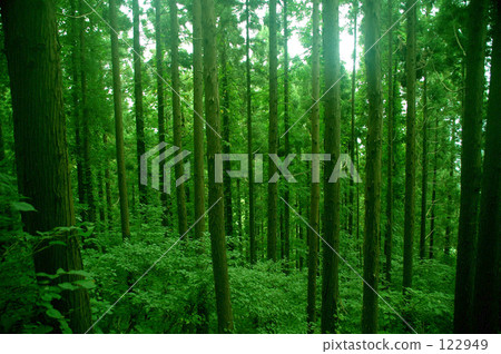 Cedar forest 122949