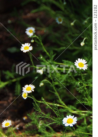 洋甘菊花 洋甘菊花 123282
