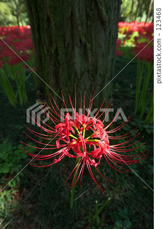 Hanbai no Nenbuna in a drawstring Hanbai no Nenbuna in a drawstring 123468