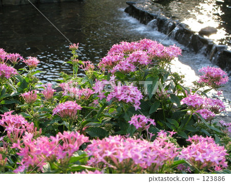 Blooming at the water's edge 123886