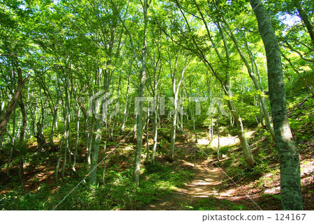 In the forest 124167