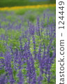 Northern flowers 124449