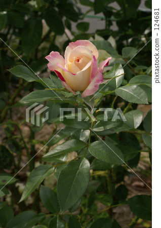 “HONOKA”(Rosa Keifunikoa)玫瑰花和綠葉在土壤上綻放,特寫。 “HONOKA”(Rosa Keifunikoa)玫瑰花和綠葉在土壤上綻放,特寫。 124681