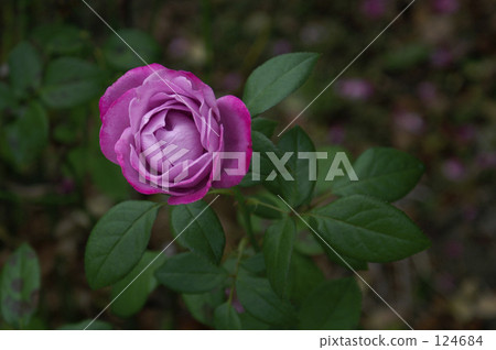 A single flower named Blue River on soil, close-up, high angle. 124684