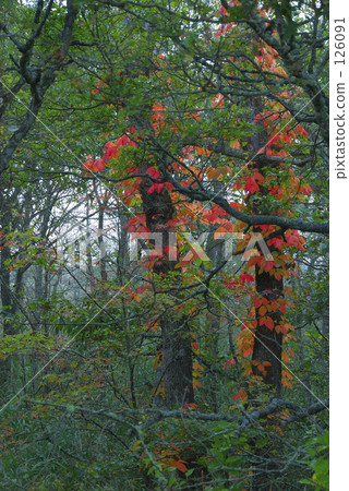 Autumn leaves Autumn leaves 126091