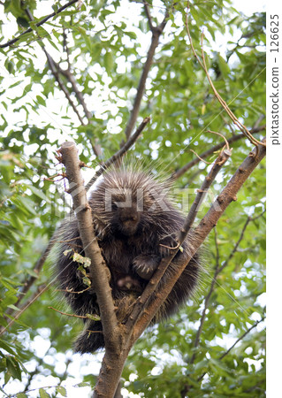 On a tree 126625