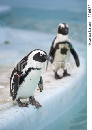 Penguin 126626