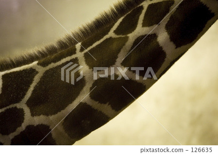 What is this? 126635