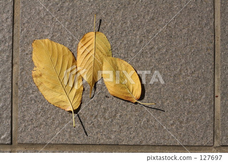 brown, browns, dead leaf 127697
