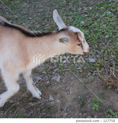 Goat  127758