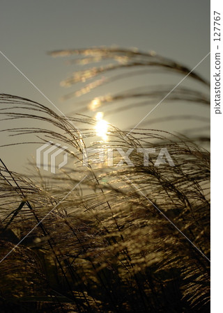 Miscanthus Miscanthus 127767