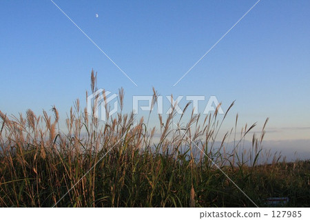 kurumayama plateau, japanese pampas grass, nagano prefecture 127985