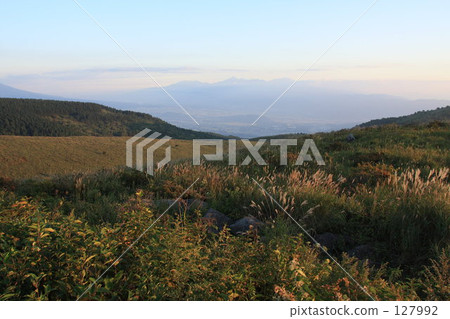 車山高原 日本蒲葦 長野縣 127992