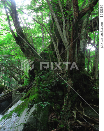 Tortiny老樹 128086