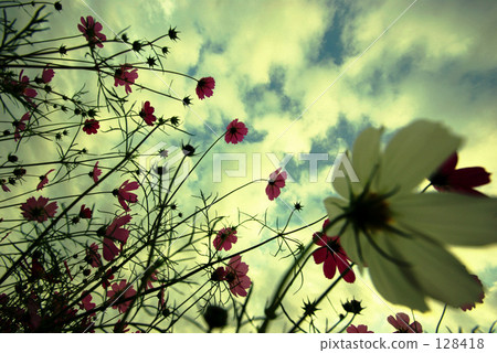 Cosmos and sky 128418