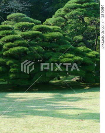 Pine garden Pine garden 129394