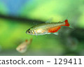 Green Fire Tetra 129411