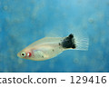 Mickey Mouse · Platy 129416