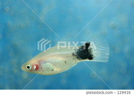 Mickey Mouse · Platy 129416