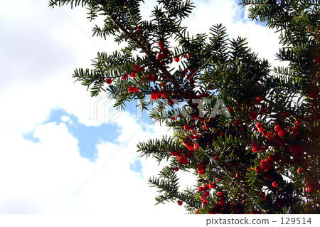 Onco's tree and onco's red fruit Onco's tree and onco's red fruit 129514