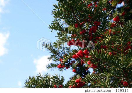 Onco's tree and onco's red fruit 129515