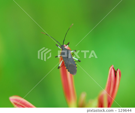 Mt. Samba (cluster amaryllis 2) 129644