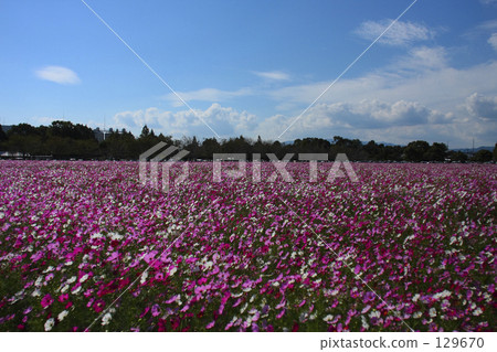 Fall full bloom 129670