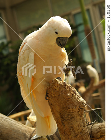 一隻很酷的鳥 130360