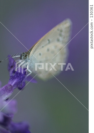Butterfly Butterfly 130361