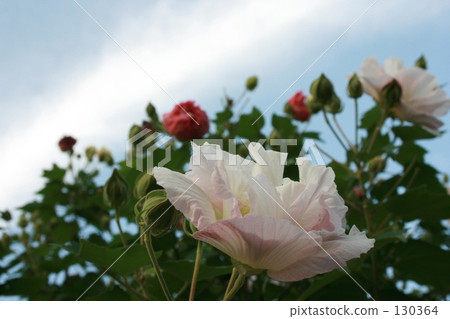 花 130364