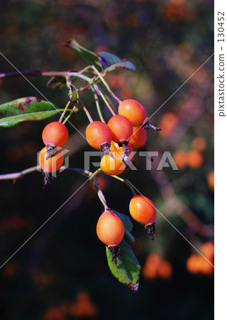 Rose fruit 2 130452