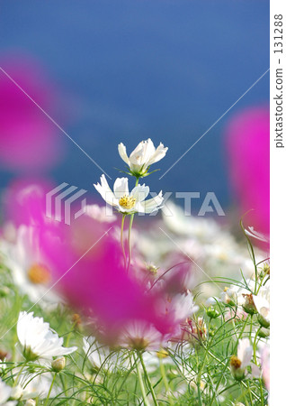 一個小舞蹈 一個小舞蹈 131288