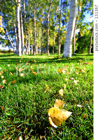 秋天的白樺林 131367