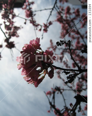 Sakura 2 Sakura 2 131894